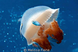 Mosaic Jellyfish with driftfish in the coral sea. Nikon D... by Melissa Fiene 